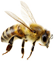 زنبور | bee