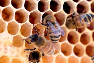  زنبور عسل و شرایط تولید عسل طبیعی 