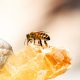 زنبور عaسل و شرایط تولید عسل طبیعی