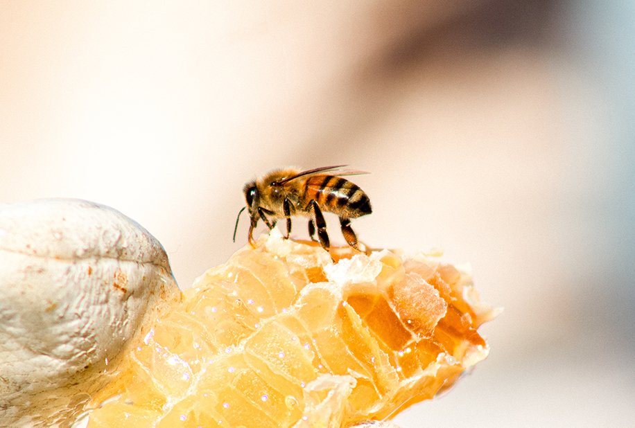زنبور عaسل و شرایط تولید عسل طبیعی