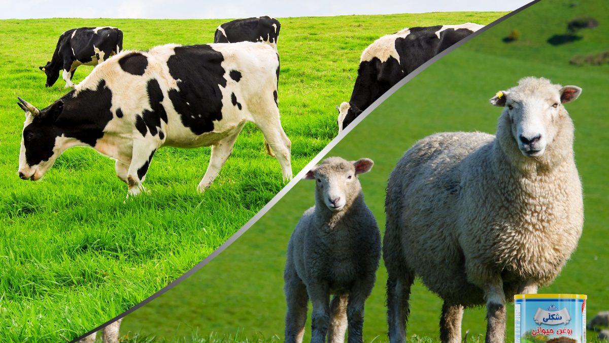 Cow or sheep butter ghee?| روغن حیوانی گاوی یا گوسفندی؟